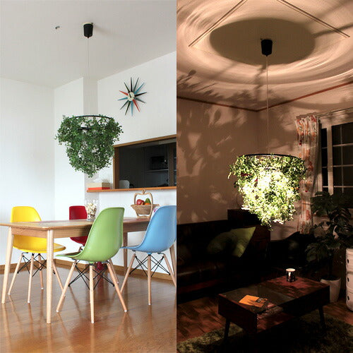 ミニ フォレスティ [Mini Foresti] – BeauBelle本店